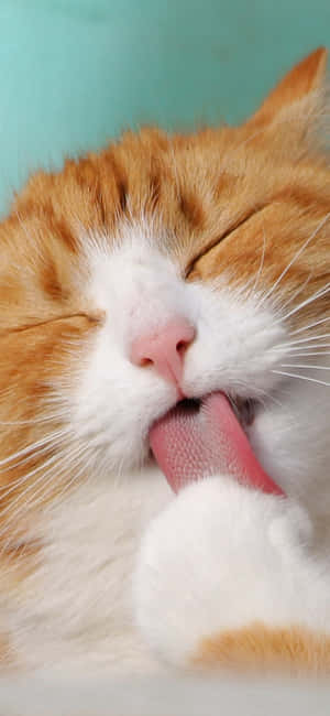 Cute Animal iPhone — Galaxy S24 Ταπετσαρία