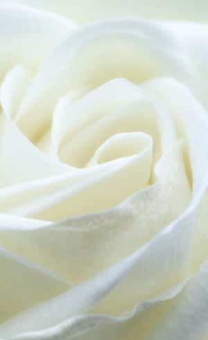 White Roses Iphone — Galaxy Tab Active Ταπετσαρία