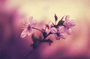 Φόντο με Άνθη Κερασιάς — Άνθος κερασιάς Ταπετσαρία