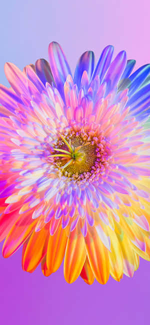 Rainbow Flower iPhone — Samsung Galaxy S20 Ταπετσαρία