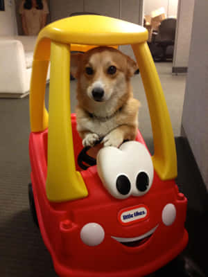 Αστείες Εικόνες Corgi — iPad Air 13 Ταπετσαρία