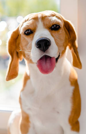 Χαριτωμένο Beagle Σκύλος Γλώσσα Έξω — Redmi Pad 2 9.7 Ταπετσαρία