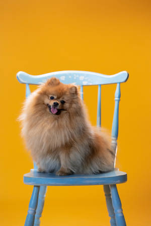 Χαριτωμένο Pomeranian σε Μπλε Καρέκλα