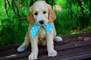Χαριτωμένο Κουτάβι Goldendoodle με Παπιγιόν — Χαριτωμένο κουτάβι Ταπετσαρία