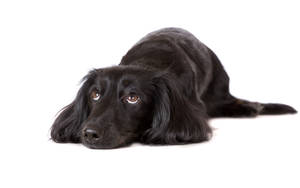 Χαριτωμένος Σκύλος Flat-Coated Retriever — Χαριτωμένο σκυλί Ταπετσαρία