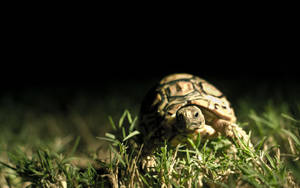 Ταπετσαρία Χελώνα στο Σκοτάδι