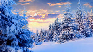 Ταπετσαρία Χιονισμένα Αισθητικά Πεύκα — Snow aesthetic Ταπετσαρία