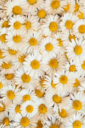 Daisy Background — Lenovo Legion Y900 13 Ταπετσαρία
