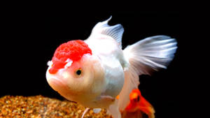Ταπετσαρία ψαριού Oranda gold cool