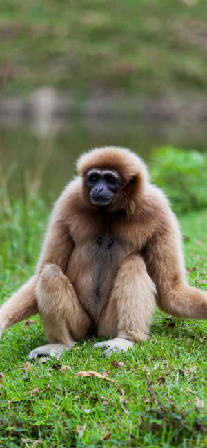 Φόντο Iphone Xs Max Gibbon — Galaxy S24 Ταπετσαρία