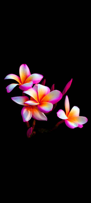 Όμορφο Λουλούδι Plumeria Κινητό — Pixel 11 Ταπετσαρία