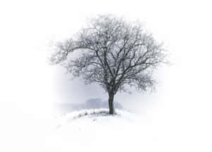 Εικόνες χιονισμένης αισθητικής — Snow aesthetic Ταπετσαρία